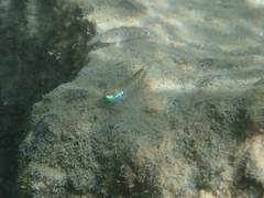 Stiphodon