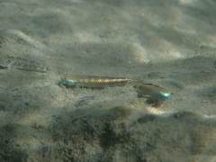 Stiphodon