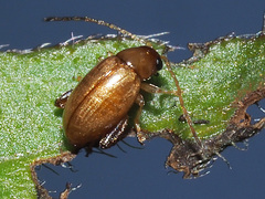 Longitarsus aeruginosus