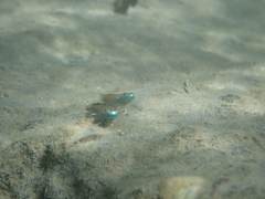 Stiphodon