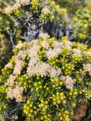 Image of Ozothamnus ledifolius by (c) Yoav Daniel Bar-Ness, some rights reserved (CC BY)