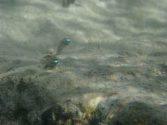 Stiphodon