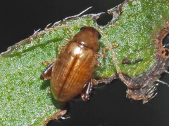 Longitarsus aeruginosus