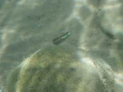 Stiphodon