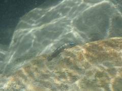 Stiphodon
