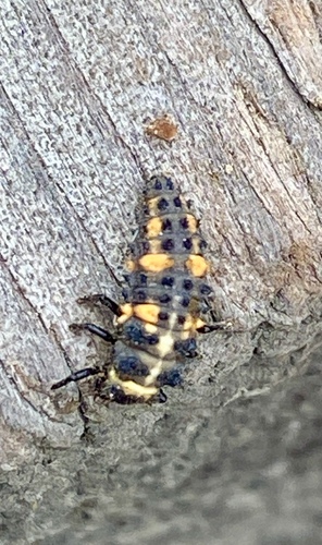 iNaturalist observation photo of Convergent Lady Beetle
