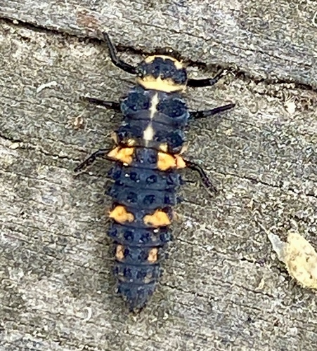 iNaturalist observation photo of Seven-spotted Lady Beetle