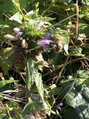 Bombus pascuorum