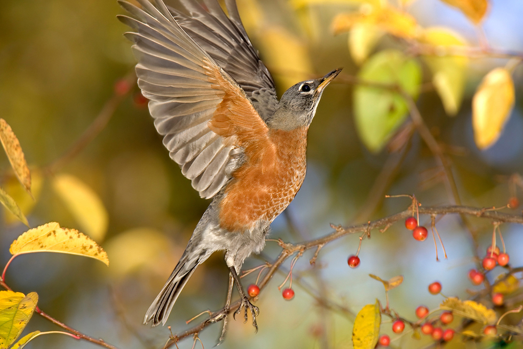 American robin  Smithsonian's National Zoo and Conservation