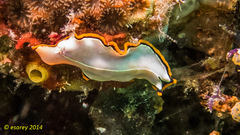 Pseudoceros contrarius