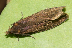Cryptaspasma querula