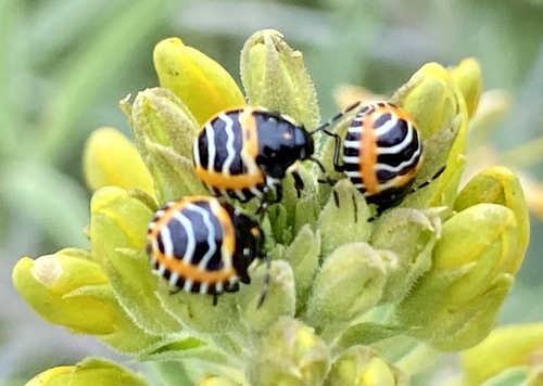 iNaturalist observation photo of Harlequin Bug