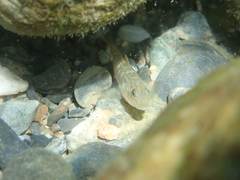 Rhinogobius gigas