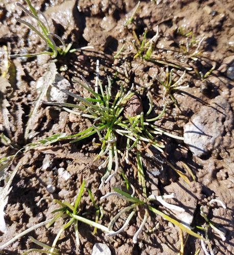 Image of Lilaeopsis occidentalis by (c) Lucas Carbone, some rights reserved (CC BY)