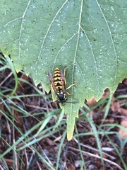 Vespula germanica