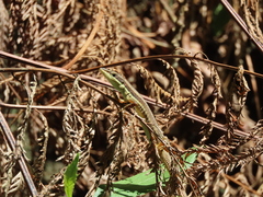 Takydromus kuehnei