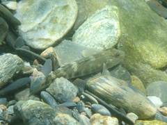 Rhinogobius gigas