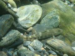 Rhinogobius gigas