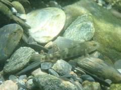 Rhinogobius gigas