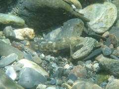 Rhinogobius gigas