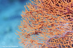 Melithaea