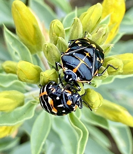 iNaturalist observation photo of Harlequin Bug