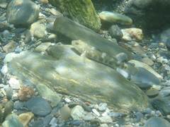 Rhinogobius gigas