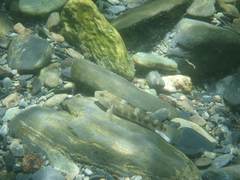 Rhinogobius gigas