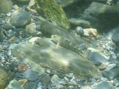 Rhinogobius gigas