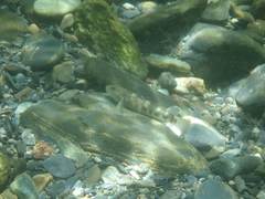 Rhinogobius gigas