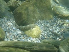 Rhinogobius gigas