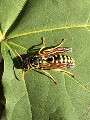 Polistes
