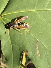 Polistes