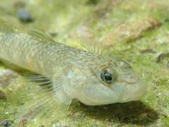 Rhinogobius