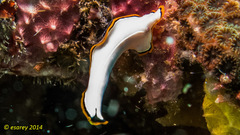 Pseudoceros contrarius