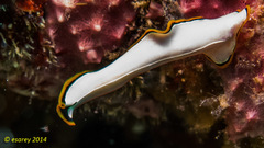 Pseudoceros contrarius