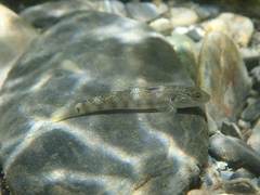 Rhinogobius gigas