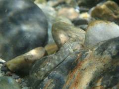 Rhinogobius gigas