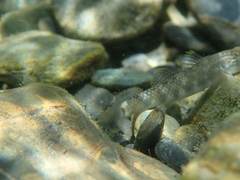 Rhinogobius gigas