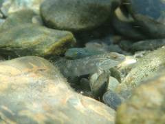 Rhinogobius gigas