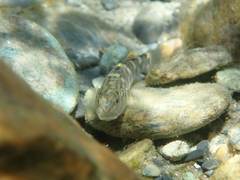 Rhinogobius gigas