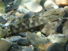 Rhinogobius gigas