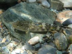 Rhinogobius gigas
