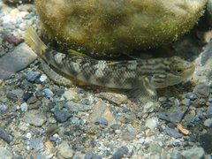 Rhinogobius gigas