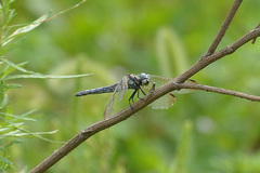 Orthetrum lineostigma