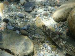 Rhinogobius gigas