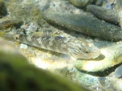 Rhinogobius gigas