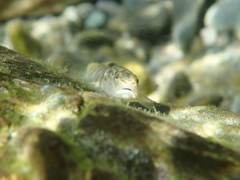 Rhinogobius gigas