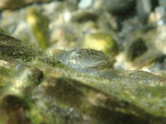 Rhinogobius gigas