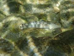 Rhinogobius gigas